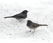 Dark eyed Junco Slate colored